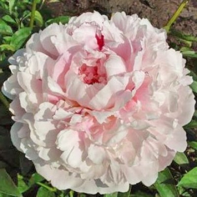 Reine Hortense flip
